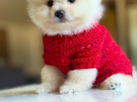 ORJİNAL TATLI POMERANİAN BOO