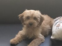 TUVALET EĞİTİMLİ MALTİPOO