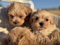 Tea cup kore maltipoo petmode de ziyarete açık
