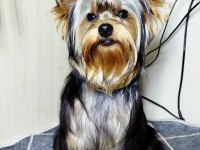 Mini Erkek Yavru Yorkshire Terrier