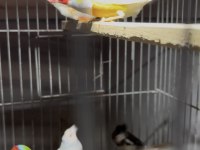 Gouldian finch
