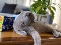Scottish Fold