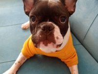 Sahiplendirilecek french bulldog