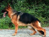 2 yaş ŞECERELİ ALMAN ÇOBAN KÖPEĞİ
