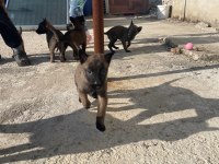 A Kalite Koyu Belçika Malinois Yavruları