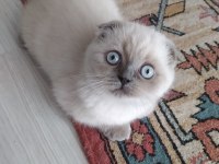 scottish fold dişi