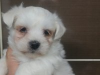 Maltese terrier yavrular rezerve açık