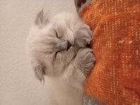 3 aylik çok güzel erkek scottish fold