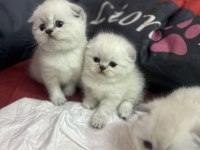 Güzeller güzeli Blue Point Scottish Fold Yavrularımız