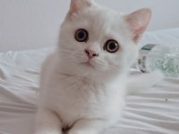 British Shorthair Dişi Kedim