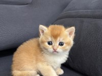 British Shorthair Golden Ny 12