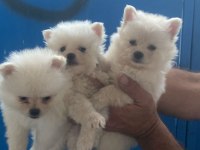 Pomeranian yavrular ırk sağlık garantili