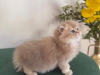Ay11 British Longhair Dişi