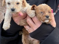 Çok sevimli maltipoo yavruları