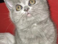 SAFKAN KÜL RENGİ BEBEK BRİTİSH SHORTHAİR