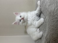 Beyaz saf kan maine coon yavruları xxl