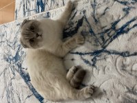 Pamuk Prenses Kedimiz Leydi