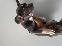 Exotic French Bulldog