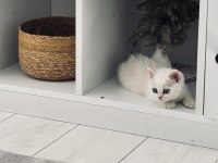 3 AYLIK SAFKAN BRITISH SHORTHAIR YESIL GÖZ BEYAZ KÜRK