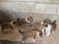 Meşhur İskoç köpeği Leslie