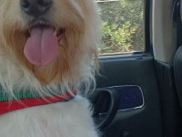 Golden Doodle Mix (DİŞİ)