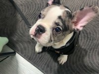 6 aylı merly Erkek French bulldog sahiplendirilecektir