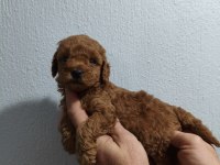 Güzel poodle kızımız