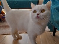 British longhair kedisi