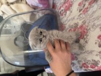British shorthair yavrularımıza yuva arıyoruz