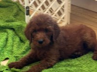 MUTLU YAVRU KÖPEKLER