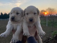 Erkek dişi golden retriever yavrular