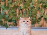 2 erkek 1 Dişi British Shorthair Golden yavrular ust kalite