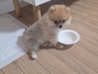5 aylık pomeranian köpekler