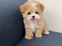 Vecihiden Irk Ve Sağlık Garantili Mini Kore Maltipoo