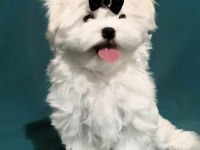 Referans köpeklerimiz için instagram