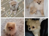 Pomeranian Boo dişi 6 aylık