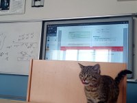 Acilen sahiplendirilmesi gereken tekir kedimiz