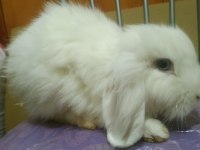 Teddy lop tavşanı