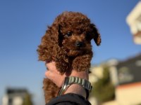 Ankarada ziyarete açık redbrown toy poodle lar