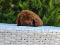 Antalya Kaliteli Poodle (her ile gönderim yapılır)