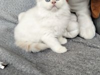Boncuk göz kediler serisi 3