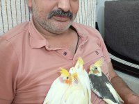 Yavru sultan papağanları