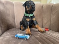 Doberman yavrularımız rezerveye açılmıştır