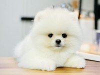 POMERANİAN BOO