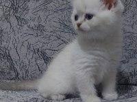 Orjinal british shorthair yavrular
