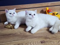 British shorthair saf kan şampiyon aile yavruları