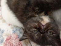 Exotic shorthair yavrularım yeni yuvalarını arıyor