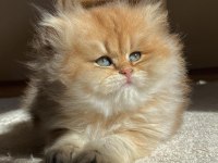 British longhair Ny11 Ny12 bebekler yeni ailelerini bekliyor