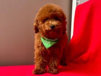 Sıfır Numara Toy Poodle