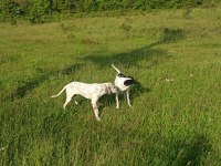 Dalmaçyalı köpeğimiz ÜCRETSİZ SAHİPLENDİRİLECEK